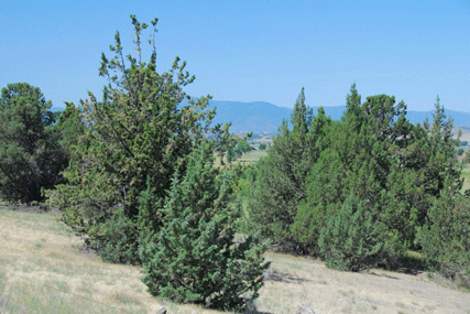 Juniperus occidentalis