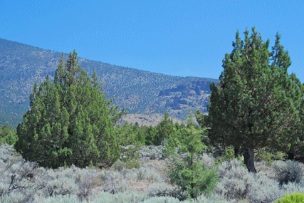 Juniperus occidentalis