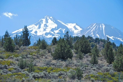 Juniperus occidentalis