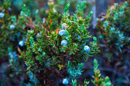 Juniperus communis saxatilis