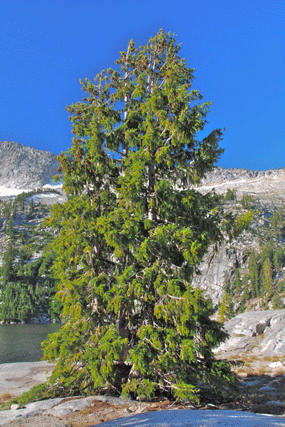 Picea breweriana
