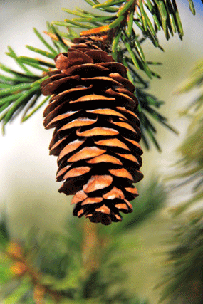 Picea breweriana
