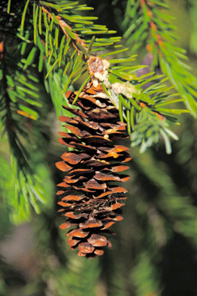 Picea breweriana