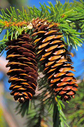 Picea breweriana