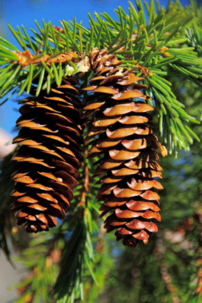 Picea breweriana