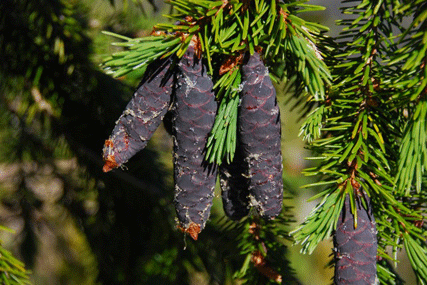 Picea breweriana