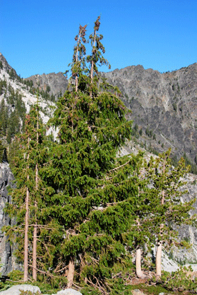Picea breweriana