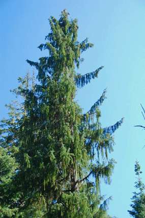 Picea breweriana