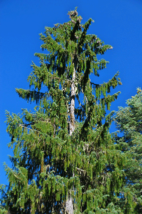 Picea breweriana