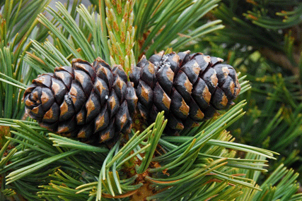 Pinus albicaulis