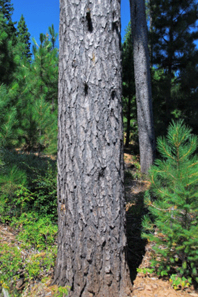 Pinus attenuata