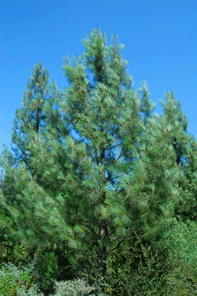 Pinus attenuata