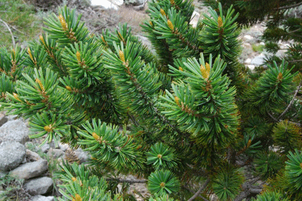 Pinus bafouriana austrina