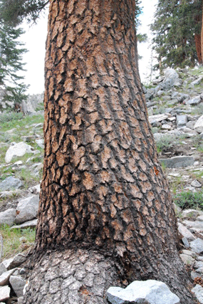 Pinus bafouriana austrina