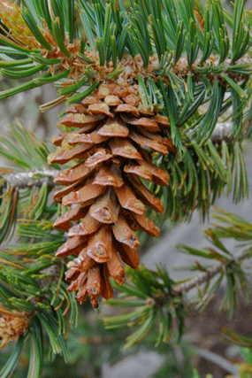 Pinus bafouriana austrina