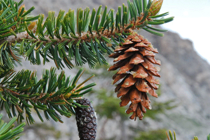 Pinus bafouriana austrina
