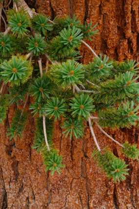 Pinus bafouriana austrina