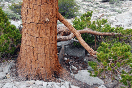 Pinus bafouriana austrina