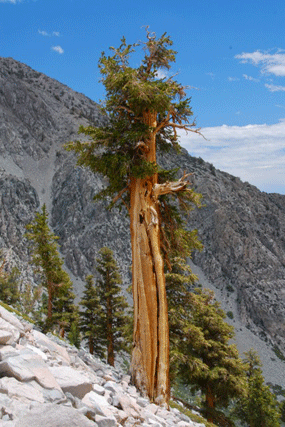 Pinus bafouriana austrina