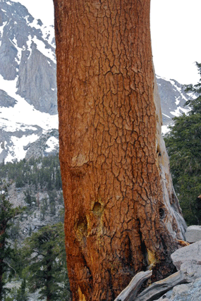 Pinus bafouriana austrina