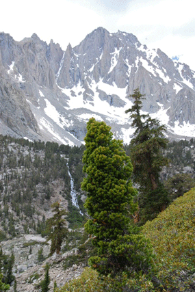 Pinus bafouriana austrina