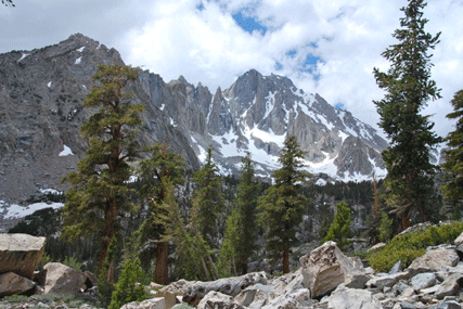 Pinus bafouriana austrina