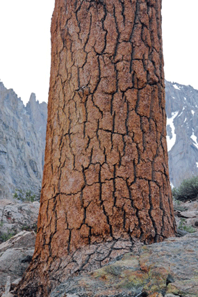 Pinus bafouriana austrina