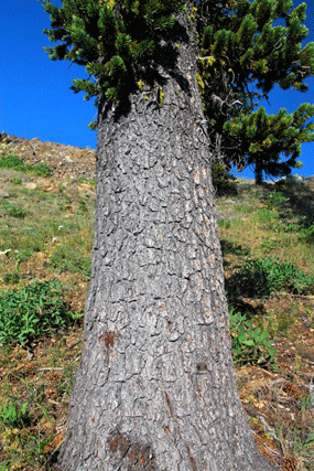 Pinus bafouriana balfouriana