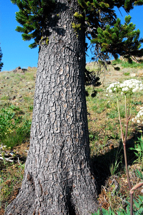 Pinus bafouriana balfouriana