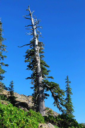 Pinus bafouriana balfouriana