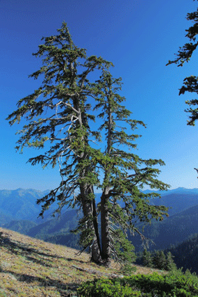 Pinus bafouriana balfouriana