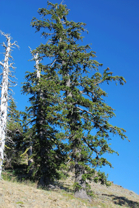 Pinus bafouriana balfouriana