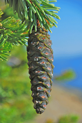 Pinus bafouriana balfouriana