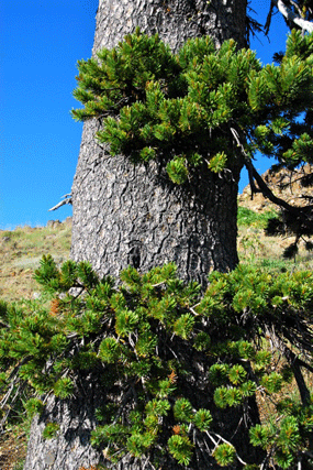 Pinus bafouriana balfouriana