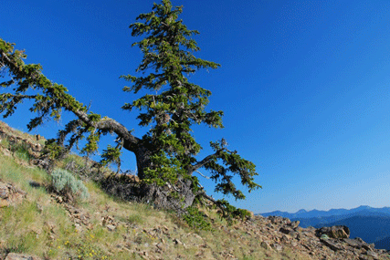 Pinus bafouriana balfouriana