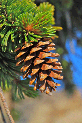 Pinus bafouriana balfouriana