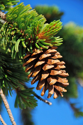 Pinus bafouriana balfouriana