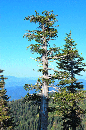 Pinus bafouriana balfouriana