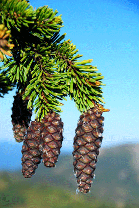 Pinus bafouriana balfouriana