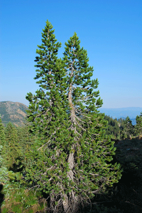 Pinus bafouriana balfouriana