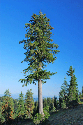 Pinus bafouriana balfouriana