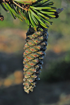 Pinus bafouriana balfouriana
