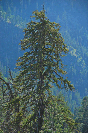 Pinus bafouriana balfouriana