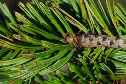 Pinus bafouriana balfouriana