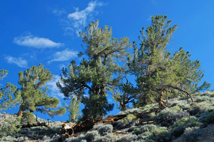 Pinus flexilis