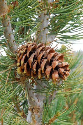 Pinus flexilis
