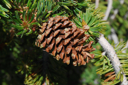 Pinus longaeva