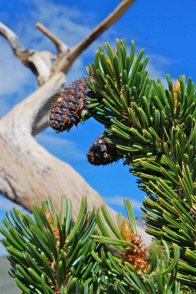 Pinus longaeva