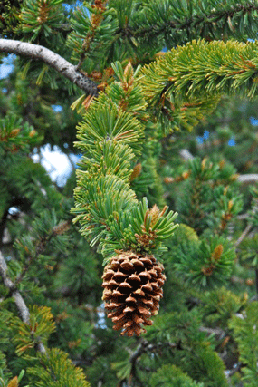Pinus longaeva