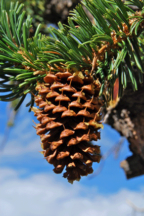 Pinus longaeva